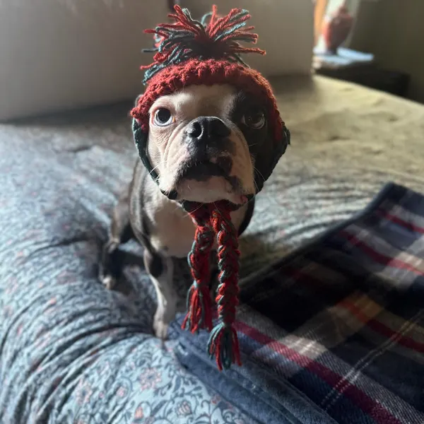 crochet dog pattern showing cozy earflap dog hat with warm crochet texture