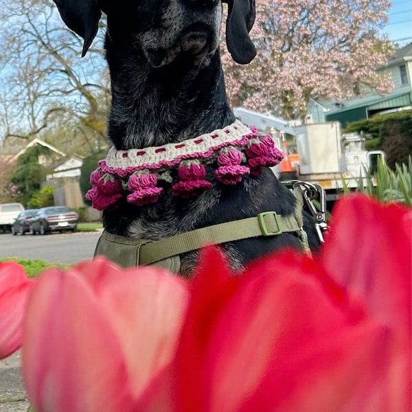 crochet dog pattern with elegant crochet pet collar for everyday pet fashion