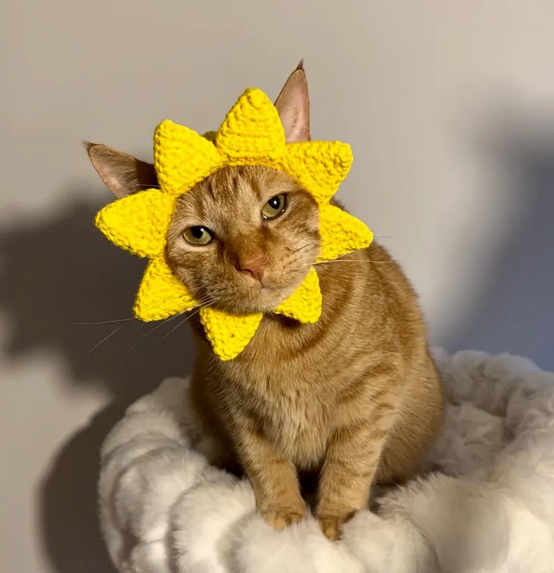 sunshine crochet dog pattern hat - with a cat
