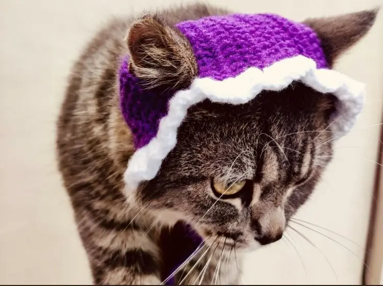 Classic crochet hat for cat pattern free