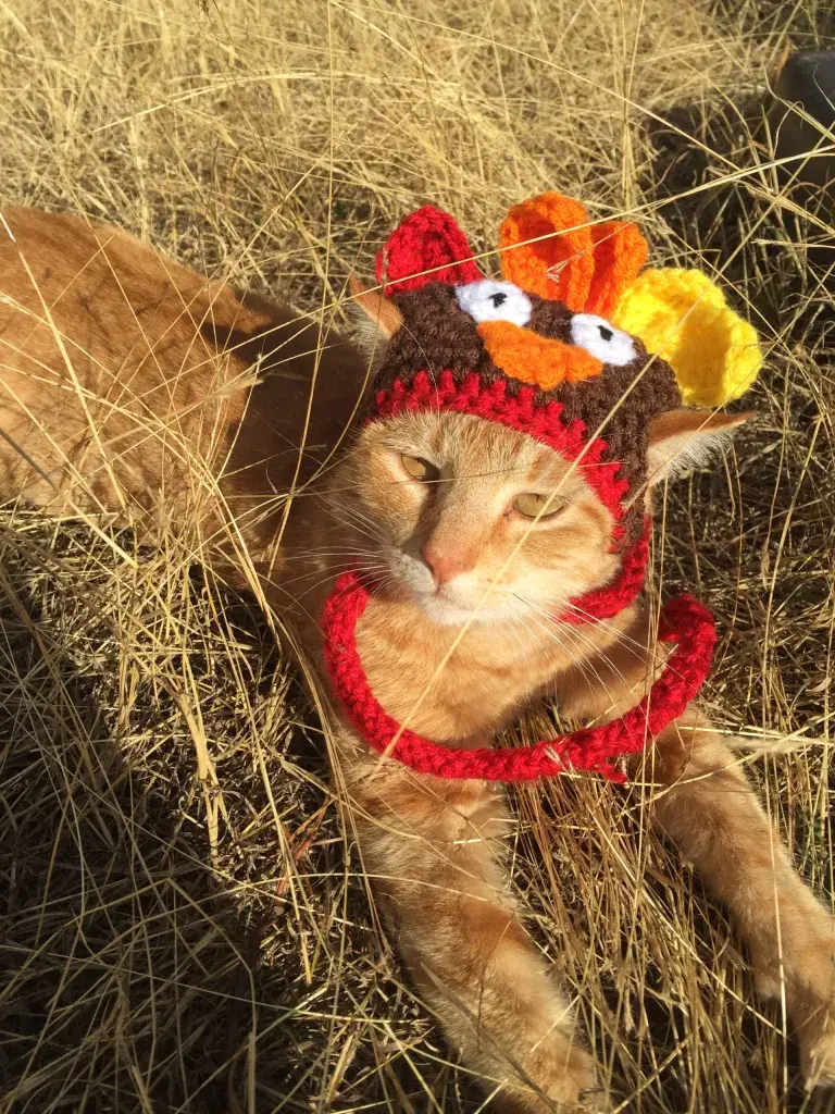 Cat Small Dog Turkey Hat Crochet Pattern Free
