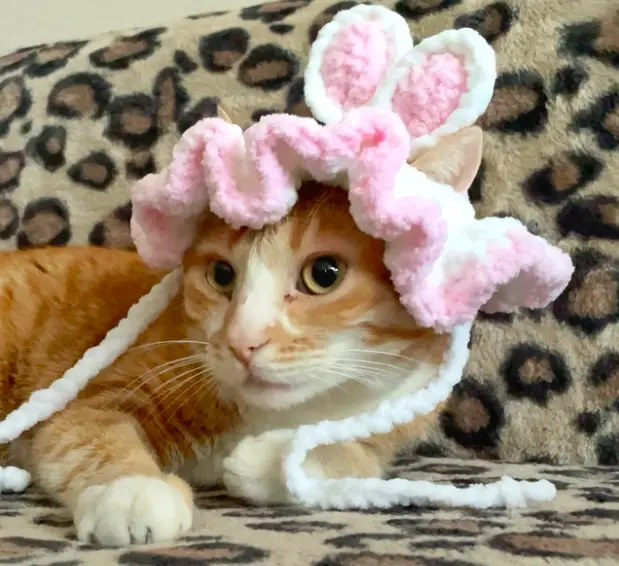 crochet hat for cat pattern free - bunny cute