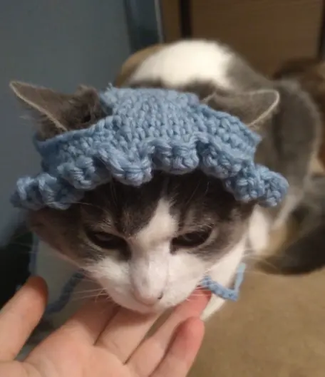 Crochet Cat Hat Free Ribblr