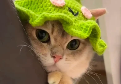 Crochet hat for cat pattern free frog design worn on a cat's head, showing the ear openings and ruffle brim