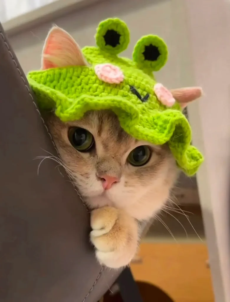 Crochet hat for cat pattern free frog design worn on a cat's head, showing the ear openings and ruffle brim