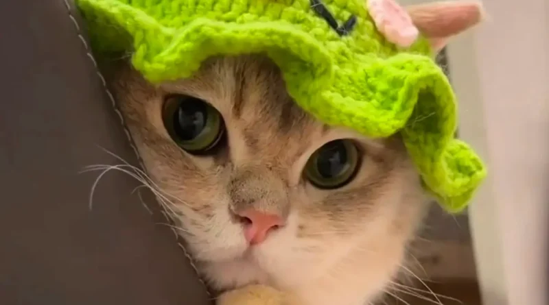 Crochet hat for cat pattern free frog design worn on a cat's head, showing the ear openings and ruffle brim