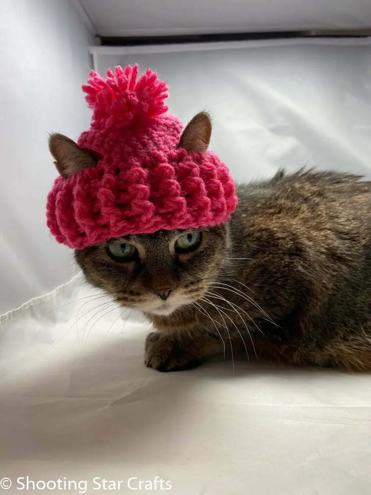 One of the crochet hat for cats pattern free - shooting cat